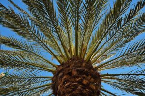 palm, tree, date palm-320831.jpg